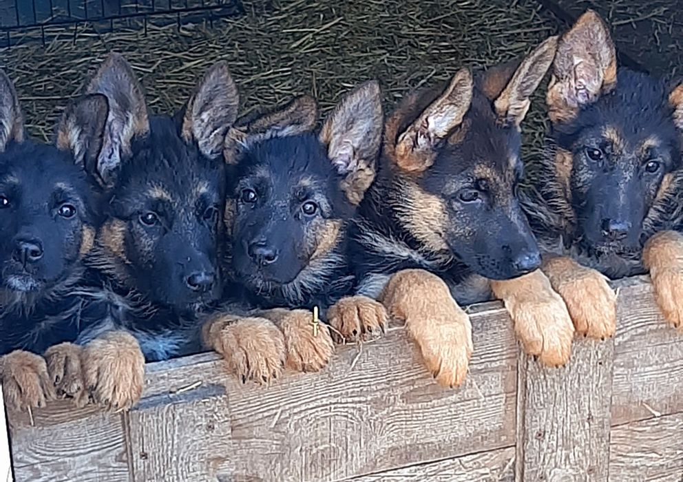 Немски овчарки с родословие