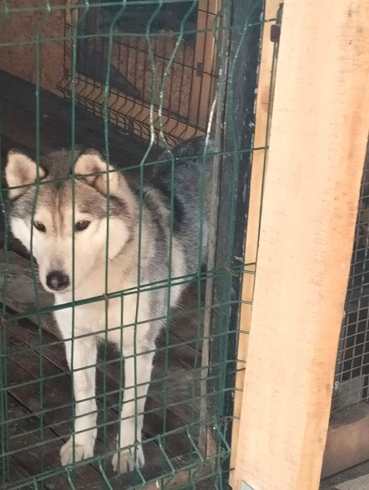 Отдам хаски 1 год в добрые руки