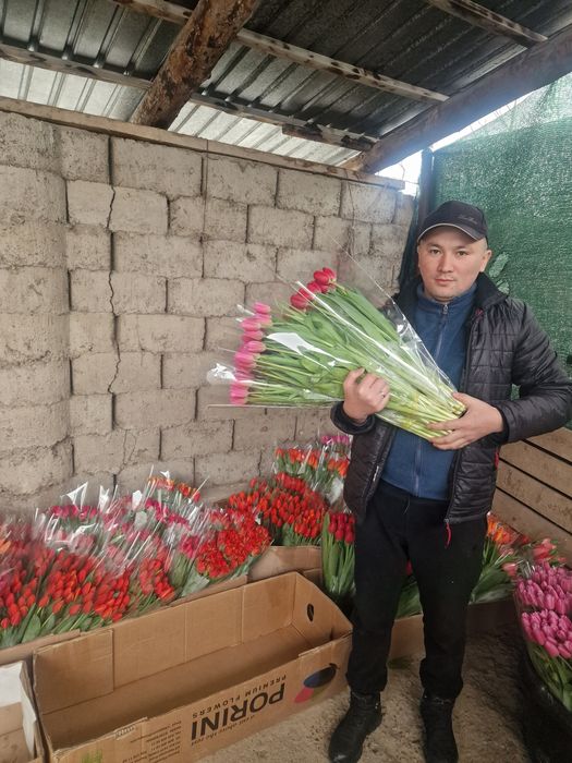 Тюльпаны голландские