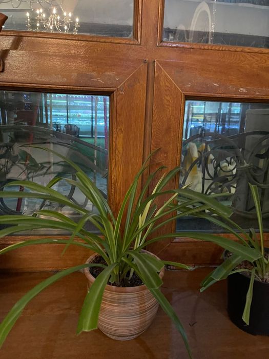 Цветы под ваш вкус