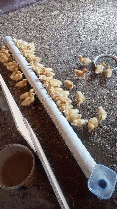 Утята недельные, агидель, муларды