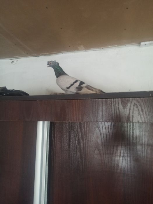 Kabutar zotdor ajoyib