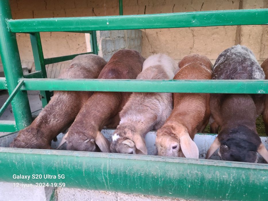 Qurbonlikka qõy sotiladi