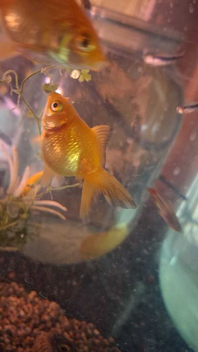 Продаю аквариумных рыбок и водоросли