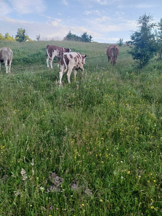 2 vitei si o vaca