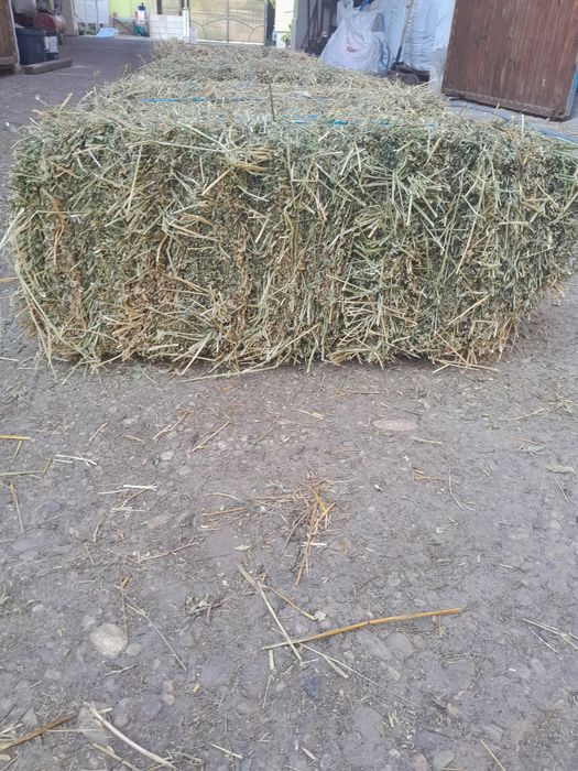 Baloți de lucernă,