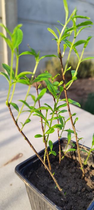 Rodiu cu fructe comestibile, 1 an, 4 buc. 100 lei sau 1 buc. 35 lei