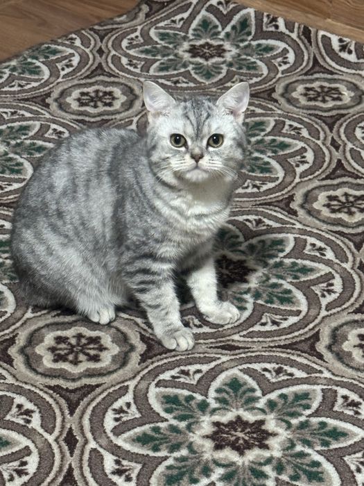 ШоТлаНдски кошка.