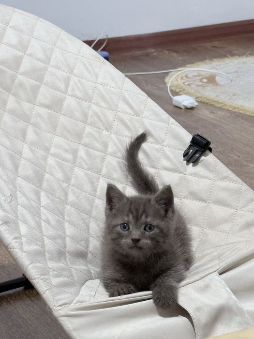 Отдам даром кошечку