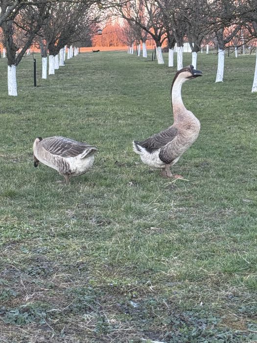 Pereche gâște africane