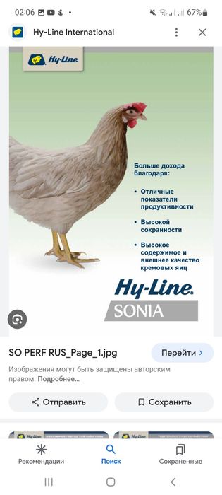 Хаммаси 100 % товук чикади. Сертухум Хай-лайн ва Ломан Сенди жужалари