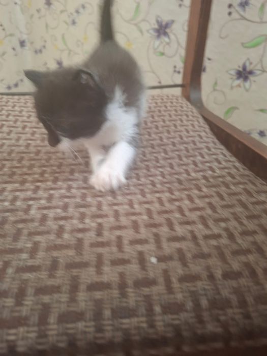 Котята котята бесплатно