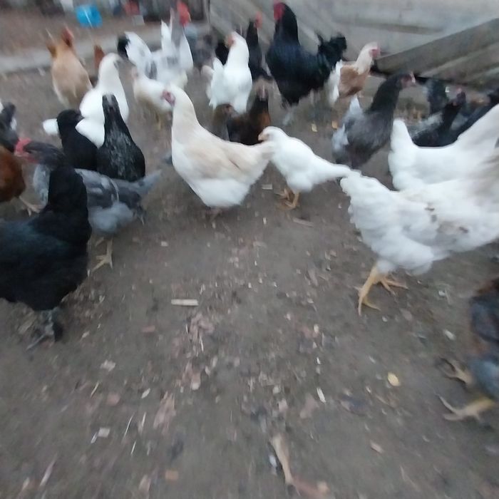 Продам молодых домашних кур.