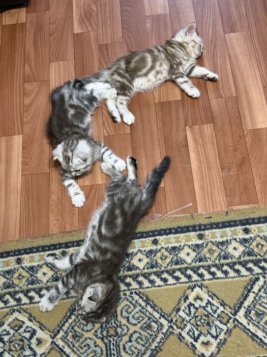 Котята скоттиш фолд, скоттиш страйд