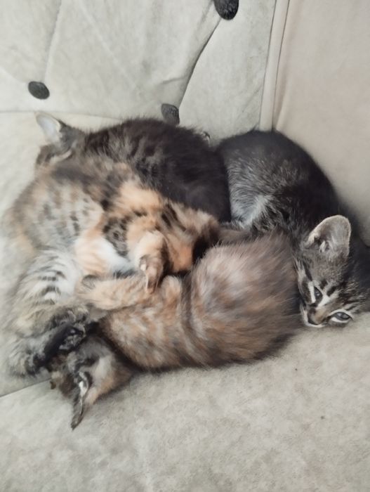 Mushuk yaxshi insonlar ga beriladi