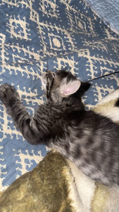 Отдам котят срочно