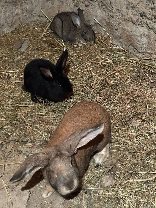 Кояндар сатылады