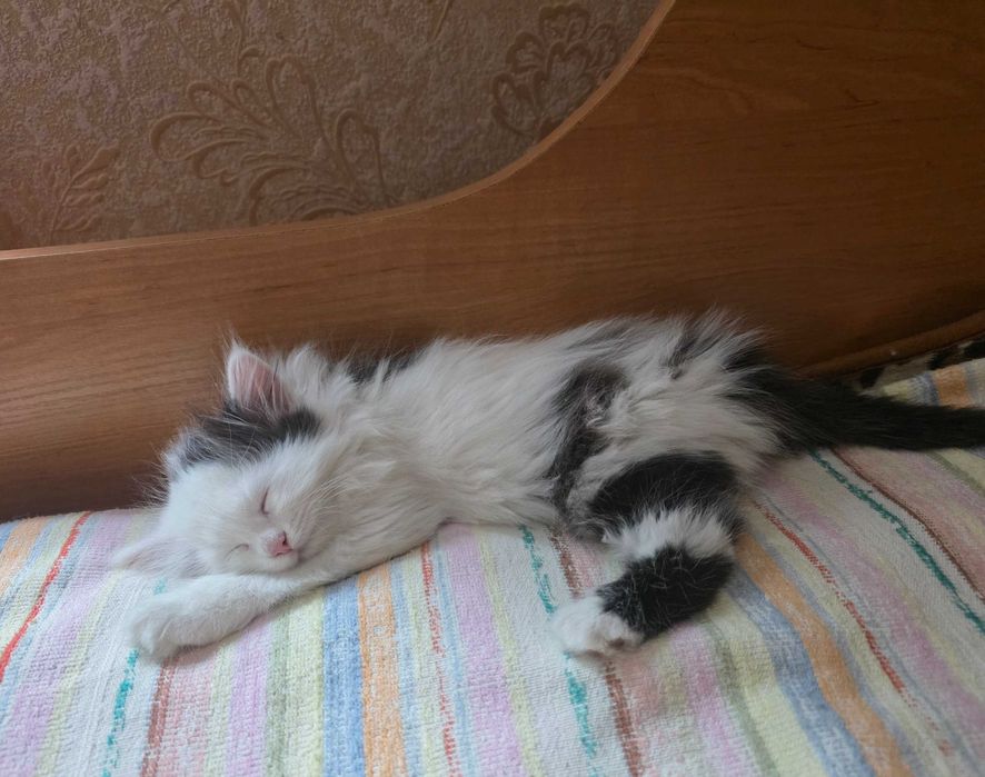 Котенок девочка 2.5 месяца.