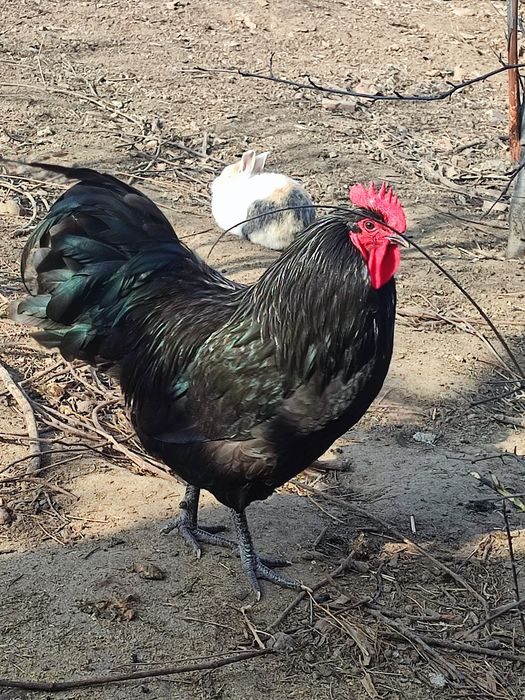 Ouă găini Australorp