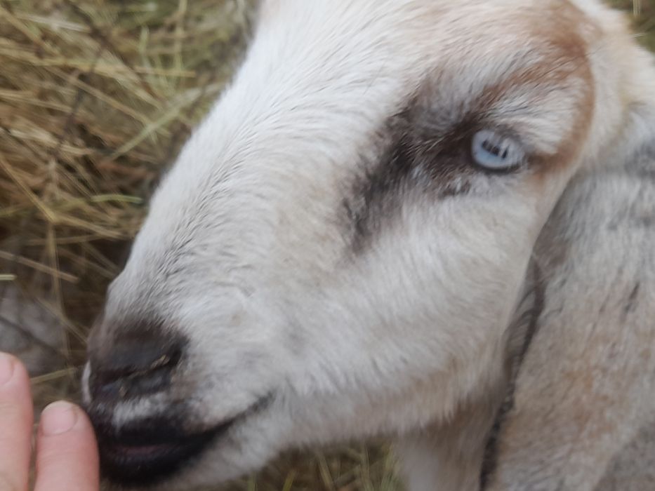 Продам козу породы битал