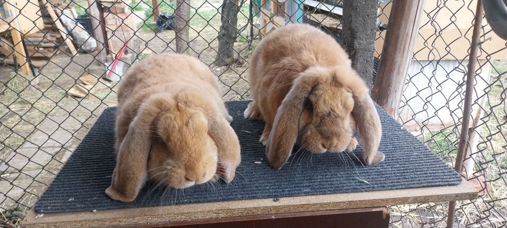 Зайци за разплод френски кочоват