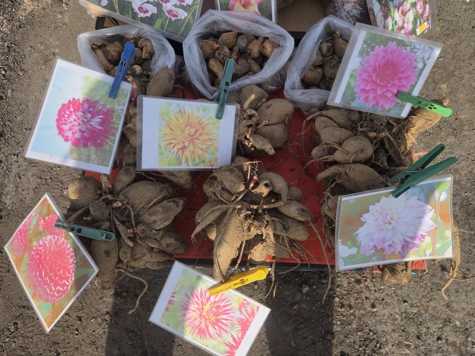 Рассада все вида!