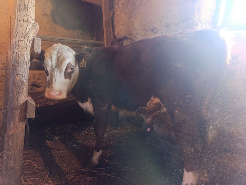 Продам Скотт мал сатылад