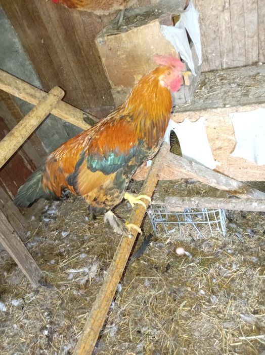 Продам Петухов кучинских