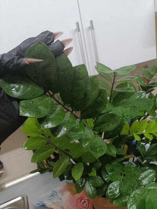 Замиокулькас, Долларовое дерево, 80 см