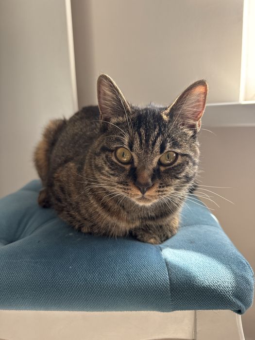 Кошка 10 месяцев