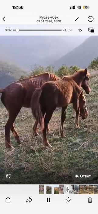 3 ұрғашы тай сатылады