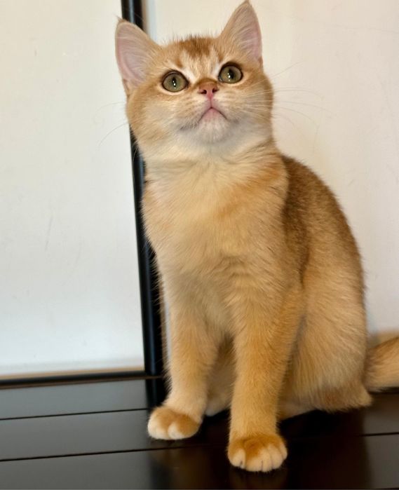 Fetita british shorthair chinchilla golden superba! Pedigree WCF