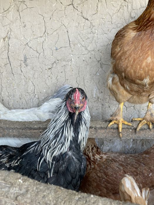 Brama zotli xorozlari sotiladi