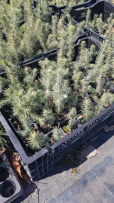 Ёлки голубые, сосна20-30см