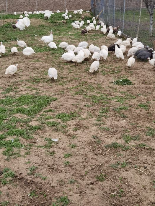 Ouă de bibilica de vânzare