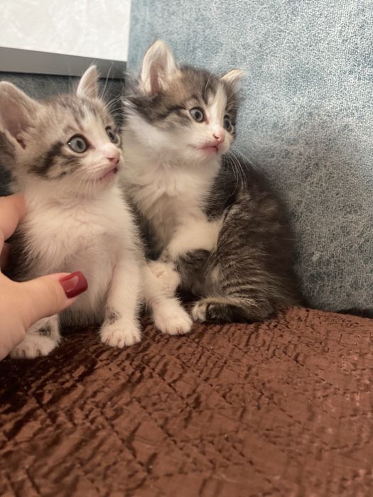 Котята мальчики отдам
