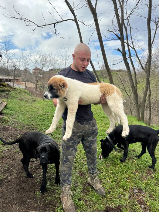 Кавказки Вълкодав,алабай