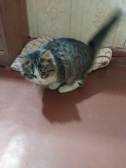 Отдам котёнка в добрые руки