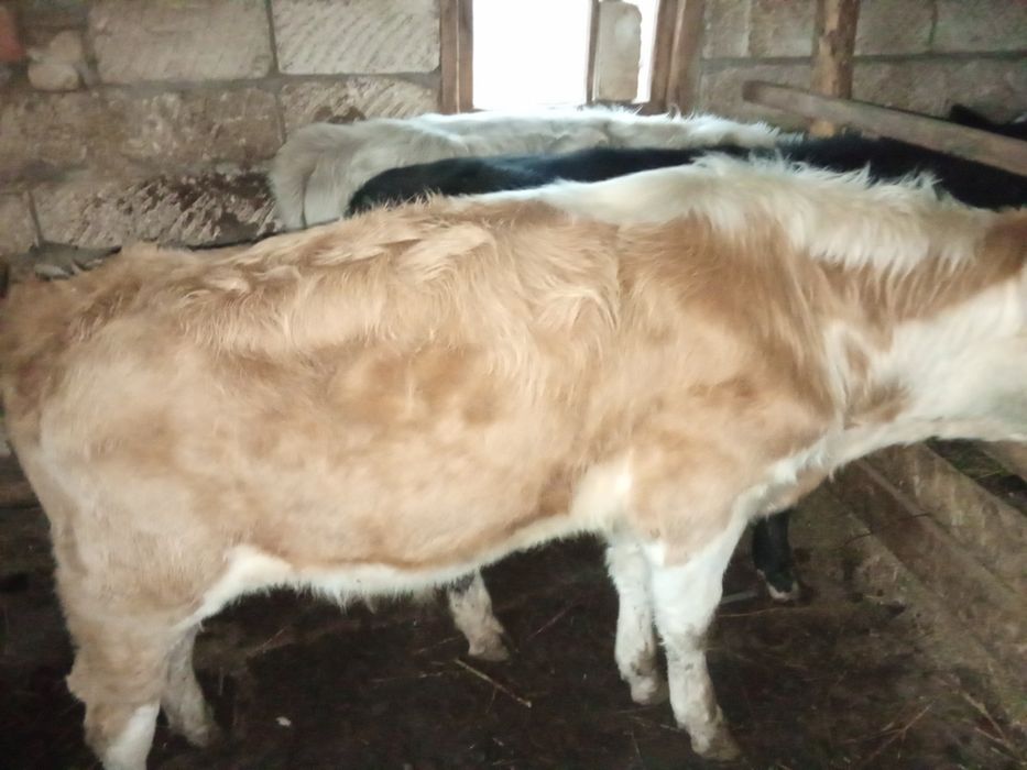 2 подсос бұқа сатамын