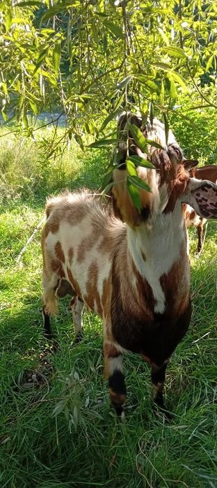 Tap anglo schimb cu capra  aceasi rasa sau alpina  .,