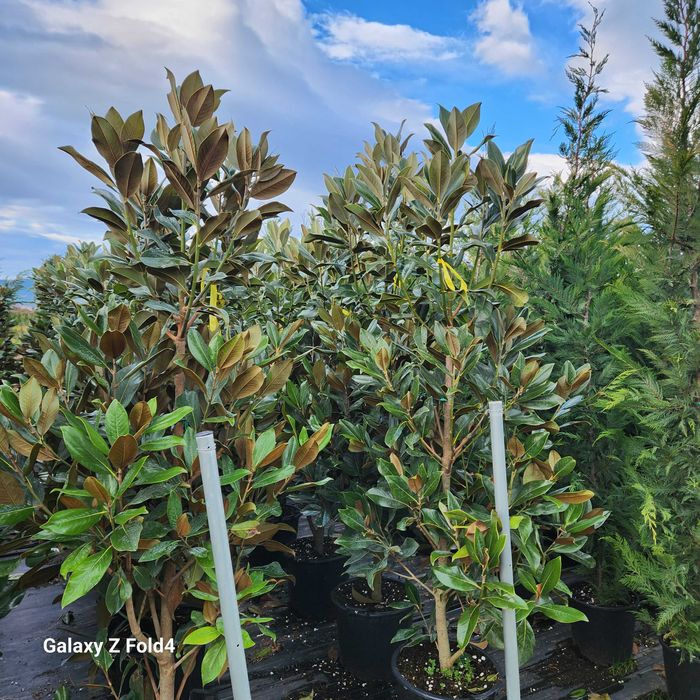 Magnolia grandiflora flori mari parfumate livrare in toata tara