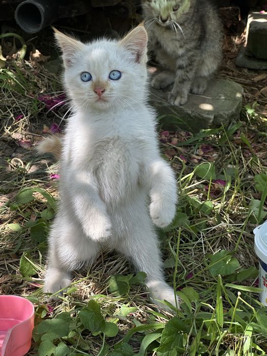 Отдам котят в добрые руки