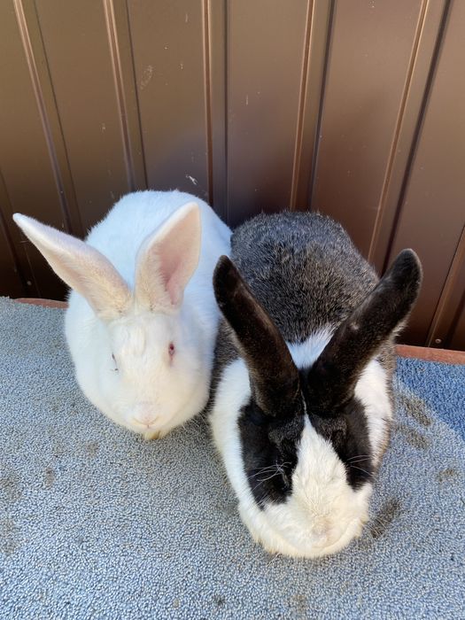 3 femele disponibile