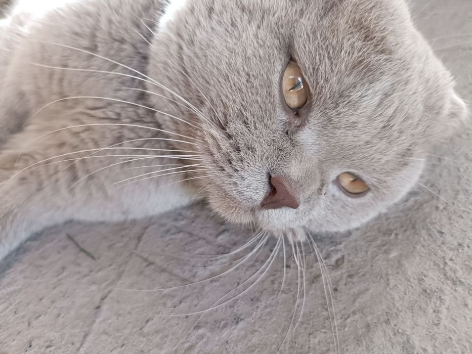 Scottish Fold  erkak