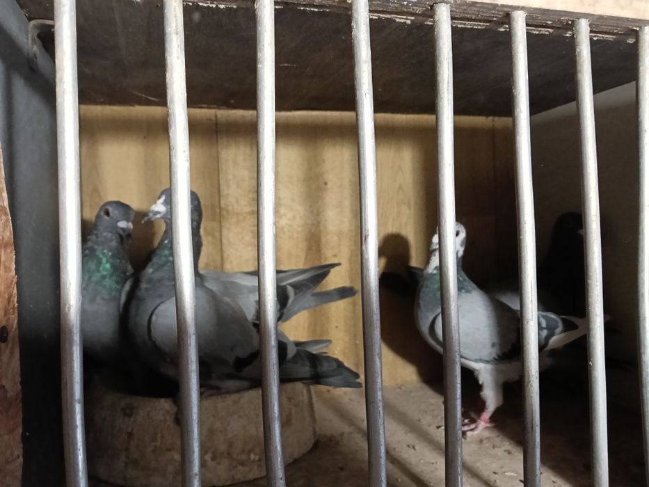 3 pui de porumbei si2 maturi la schimb cu găini motate