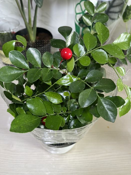 Комнатные растения