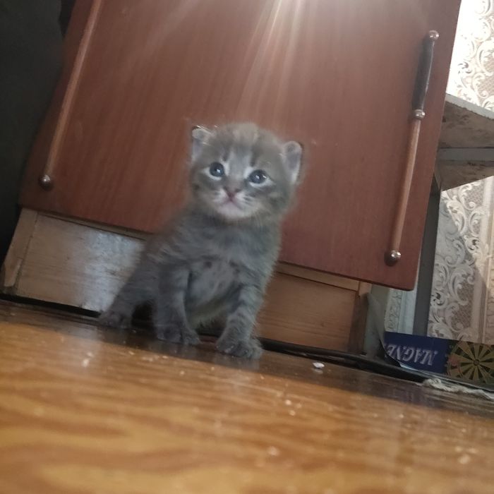 Отдам котят в хорошие руки
