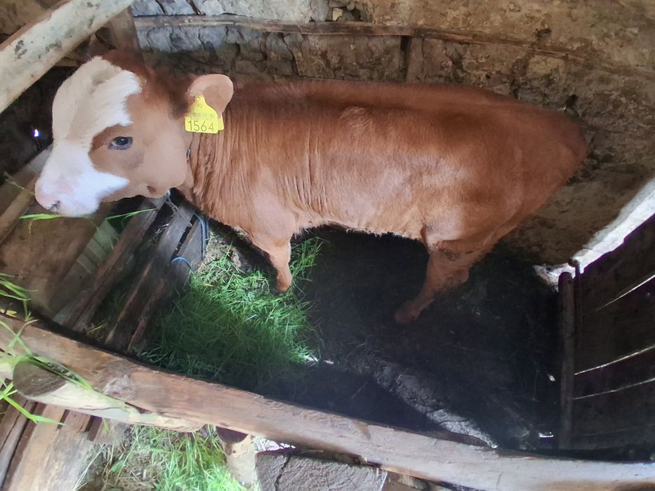 Schimb cu un tăuraș