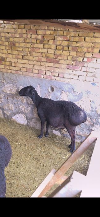 Хисори куйлар сотилади