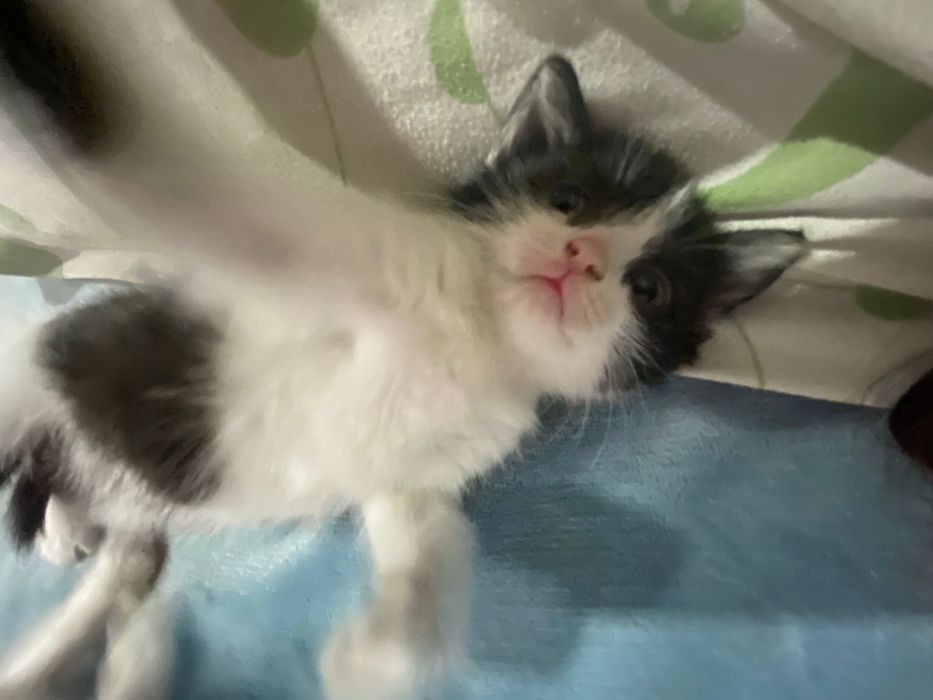 Милые котята в хорошие руки